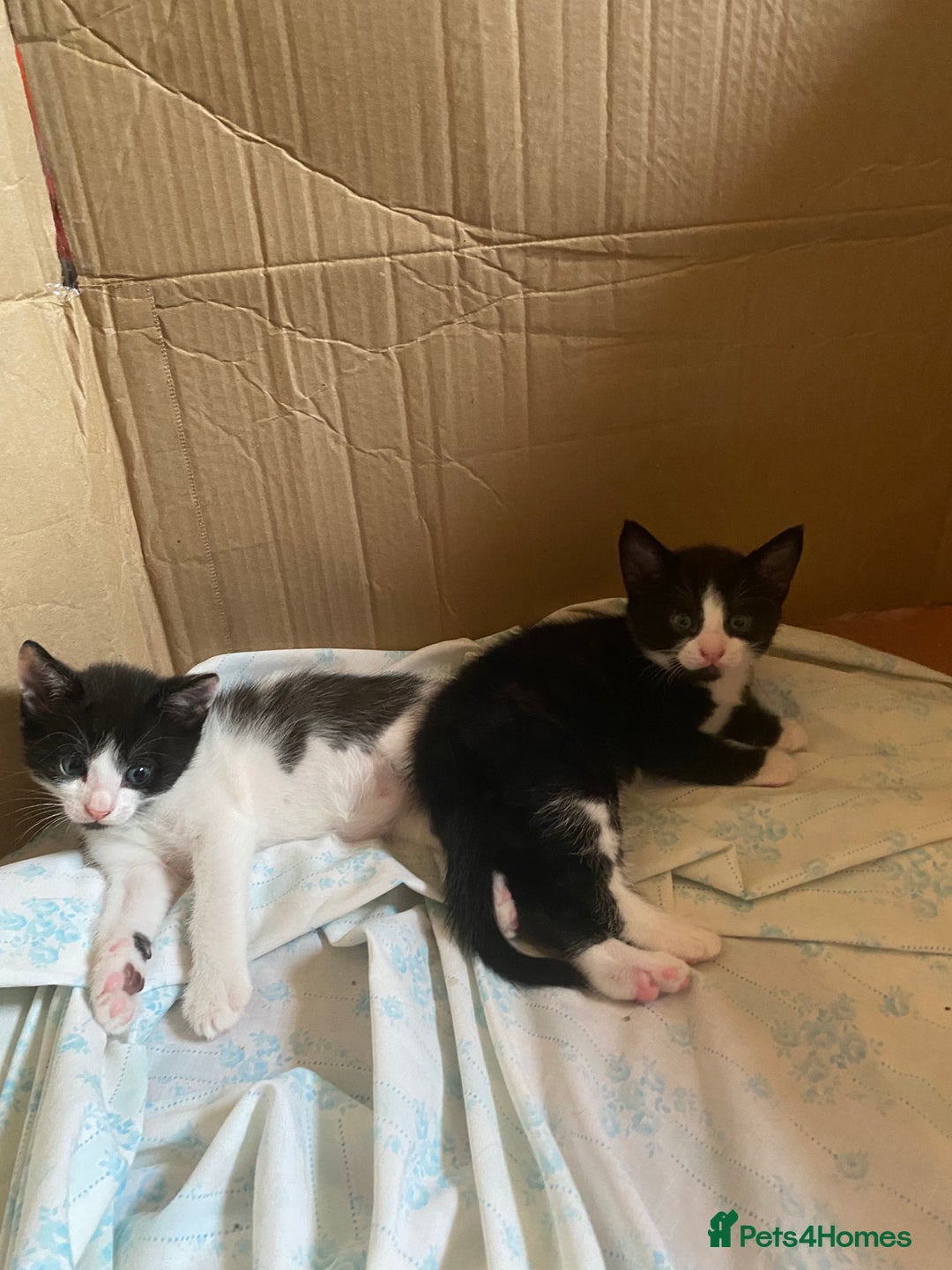 British Shorthair cats for sale: Kittens for sale !! Loving and playful  - Image 14