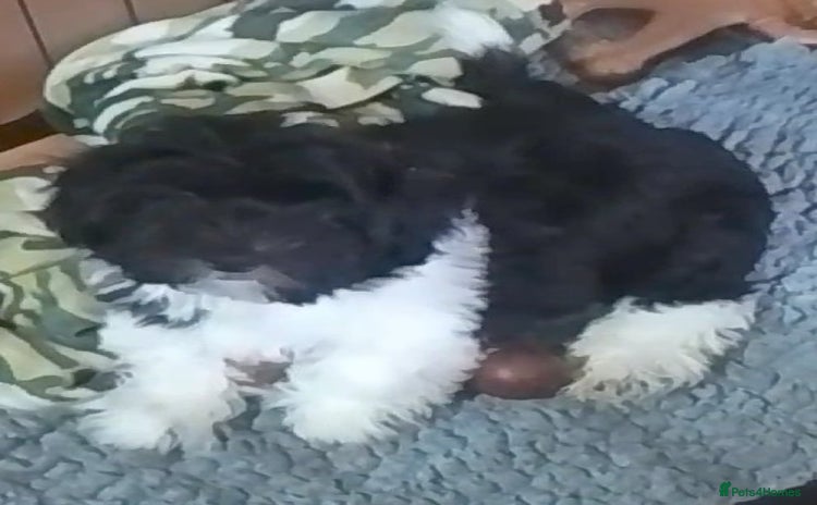 Mixed Breed dogs - Advert 1