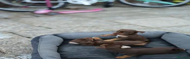 Jack Russell 5