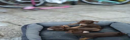 Jack Russell dogs for sale: Beautiful Jack Rusell Puppies  - Advert 13