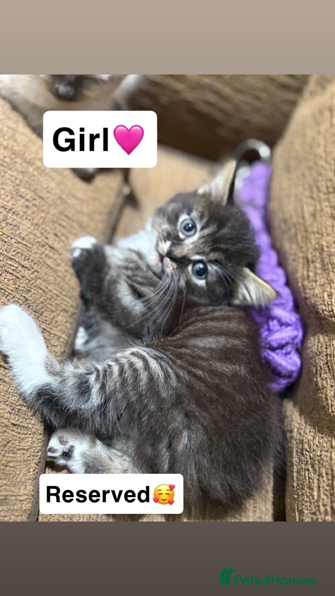 Mixed Breed cats for sale: Kittens for sale  - Advert 25