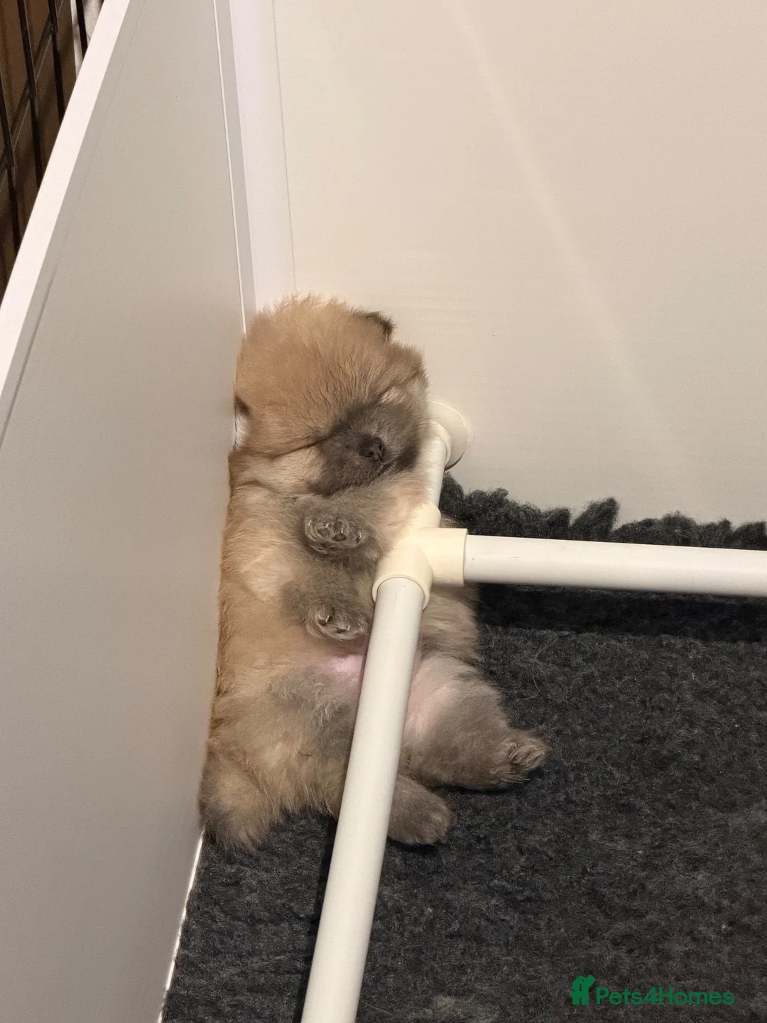 Pomeranian dogs for sale: **ELITE KC REG POMERANIAN PUPPIES** - Advert 8
