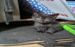 Mixed Breed cats for sale: Beautiful Kittens Ready to Go 4th August - Image 8