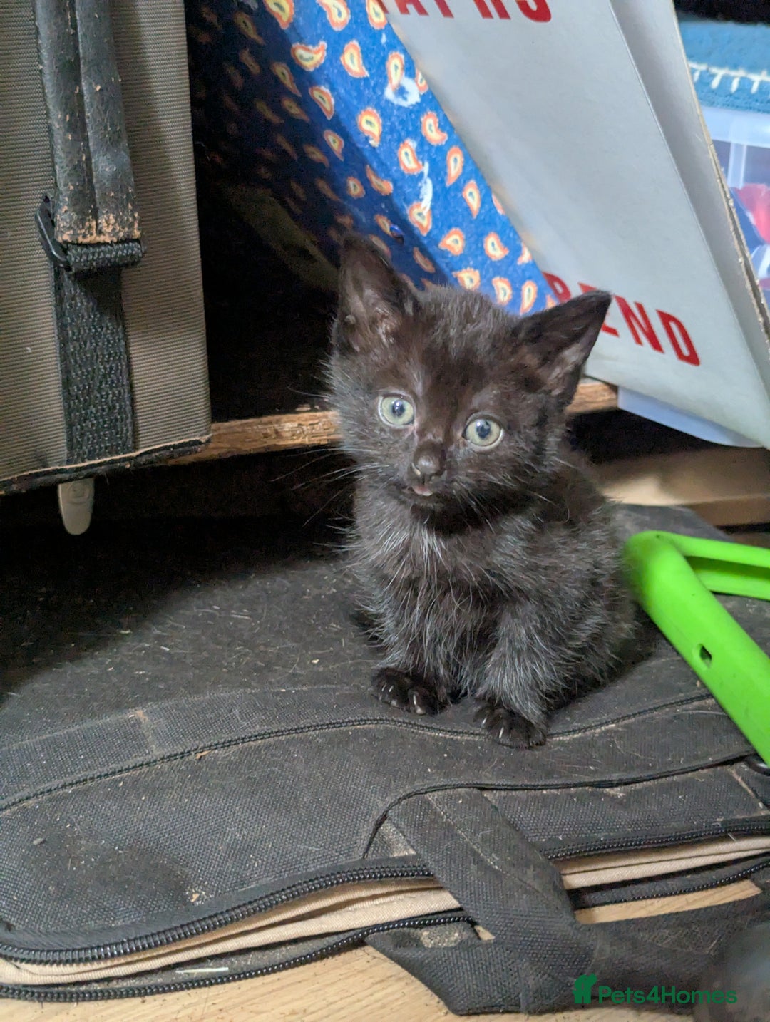 Mixed Breed cats for sale: Beautiful Kittens Ready to Go 4th August - Image 8