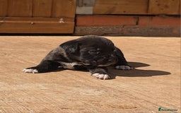 Cane Corso dogs for sale: Beautiful Italian Mastiff available - Image 14