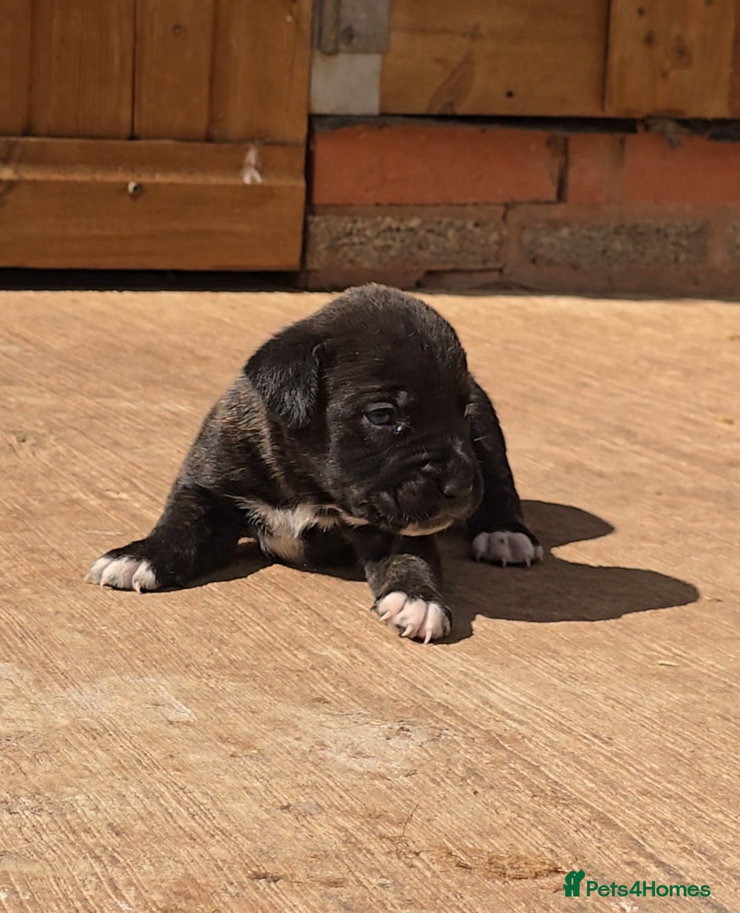 Cane Corso dogs for sale: Beautiful Italian Mastiff available - Image 14