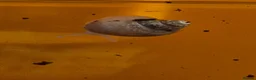 Snails invertebrates for sale: Baby Giant African land snail with temp. set up  - Advert 7
