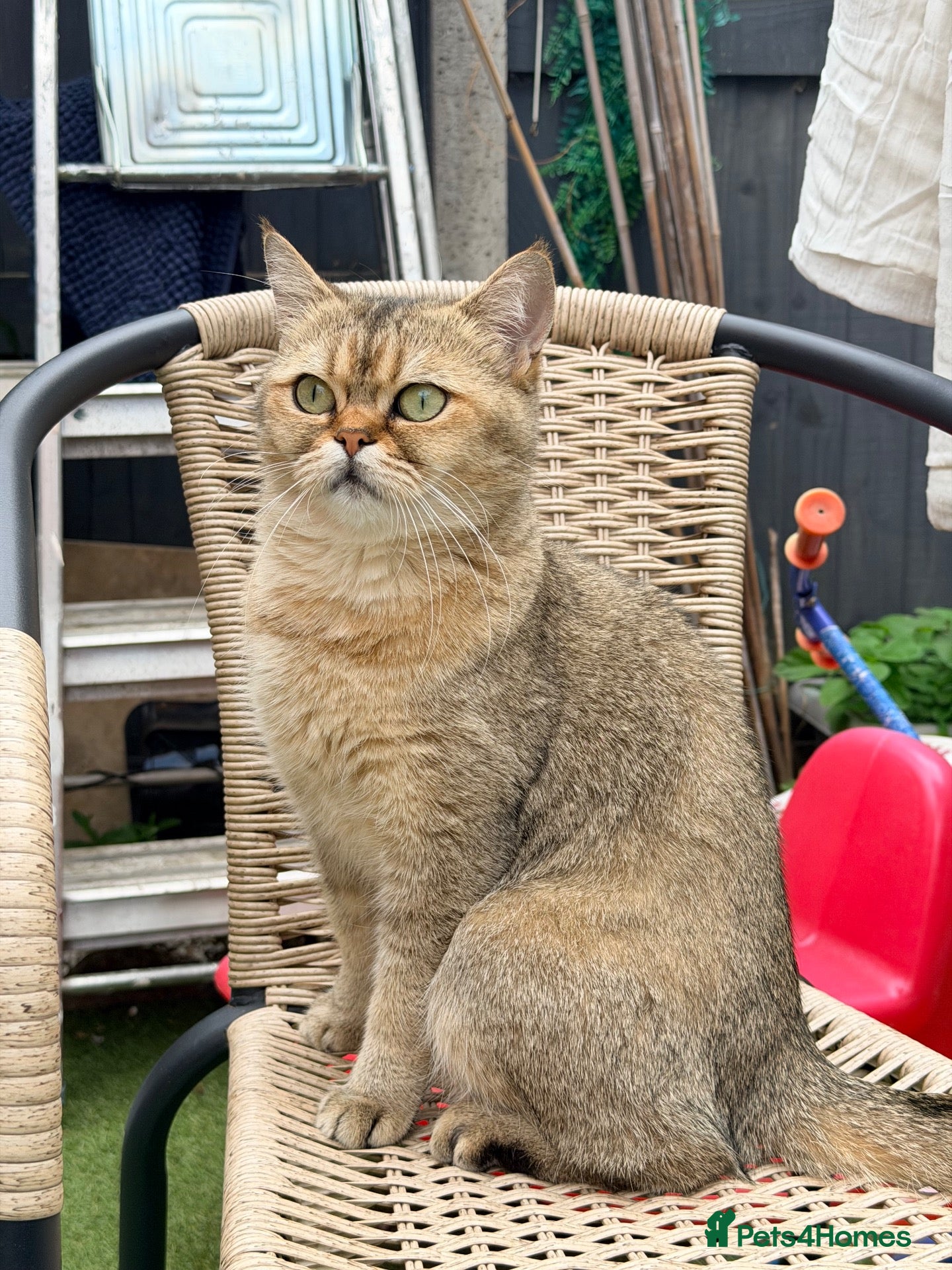 Scottish Fold cats Scottish straight girl - Advert 1