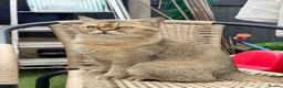 Scottish Fold cats for sale: Scottish straight girl in London - Advert 1