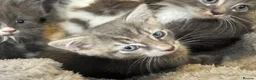 Mixed Breed cats for sale: Maine coon cross ragdoll kittens  - Advert 22