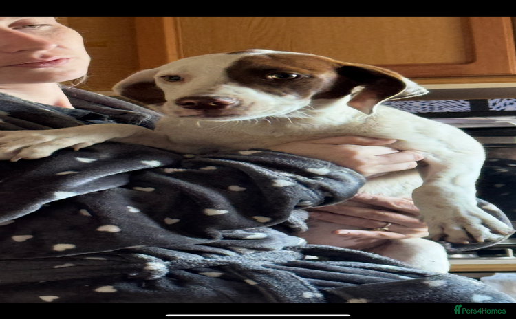 Mixed Breed dogs - Advert 1