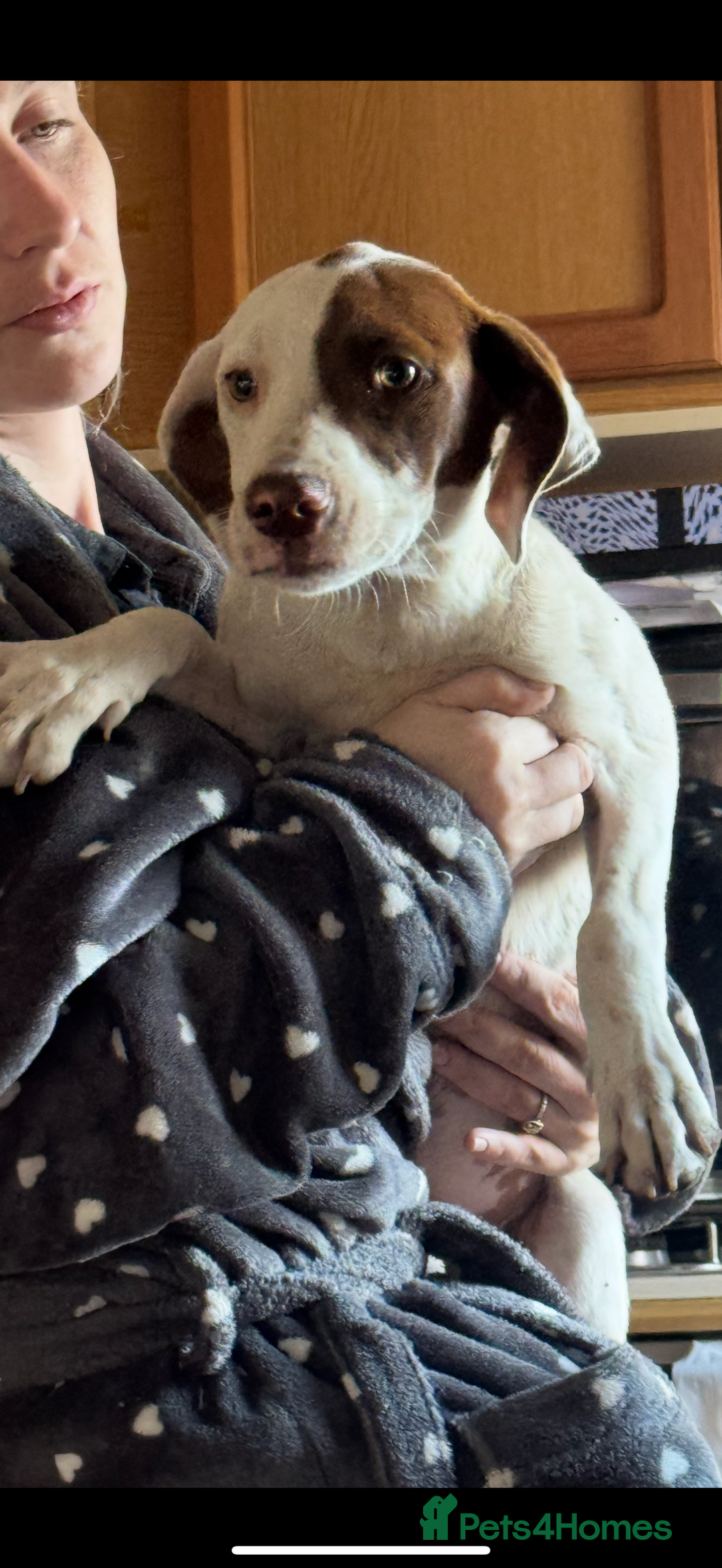 Mixed Breed dogs for sale: Lab x pincher pups 5/6 months  - Image 1