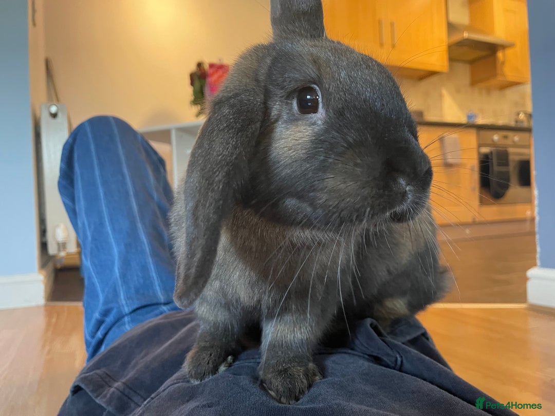 Mixed Breed rabbits for sale: 2 bonded female rabbits for rehoming  - Image 5