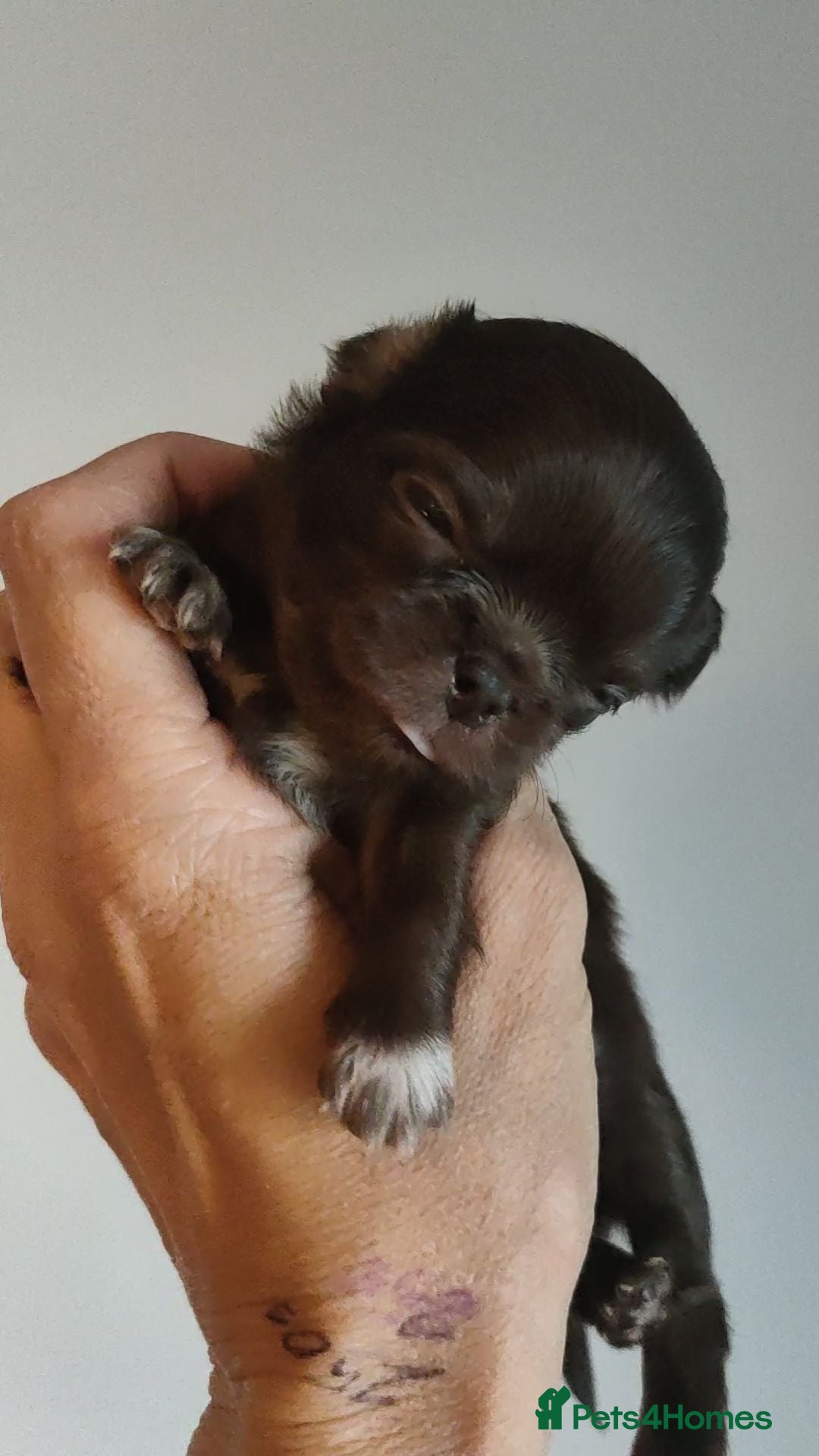 Chihuahua dogs Stunning long coat chihuahua puppies  - Advert 2