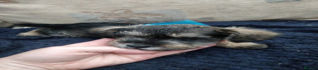 Miniature Schnauzer Puppy 4