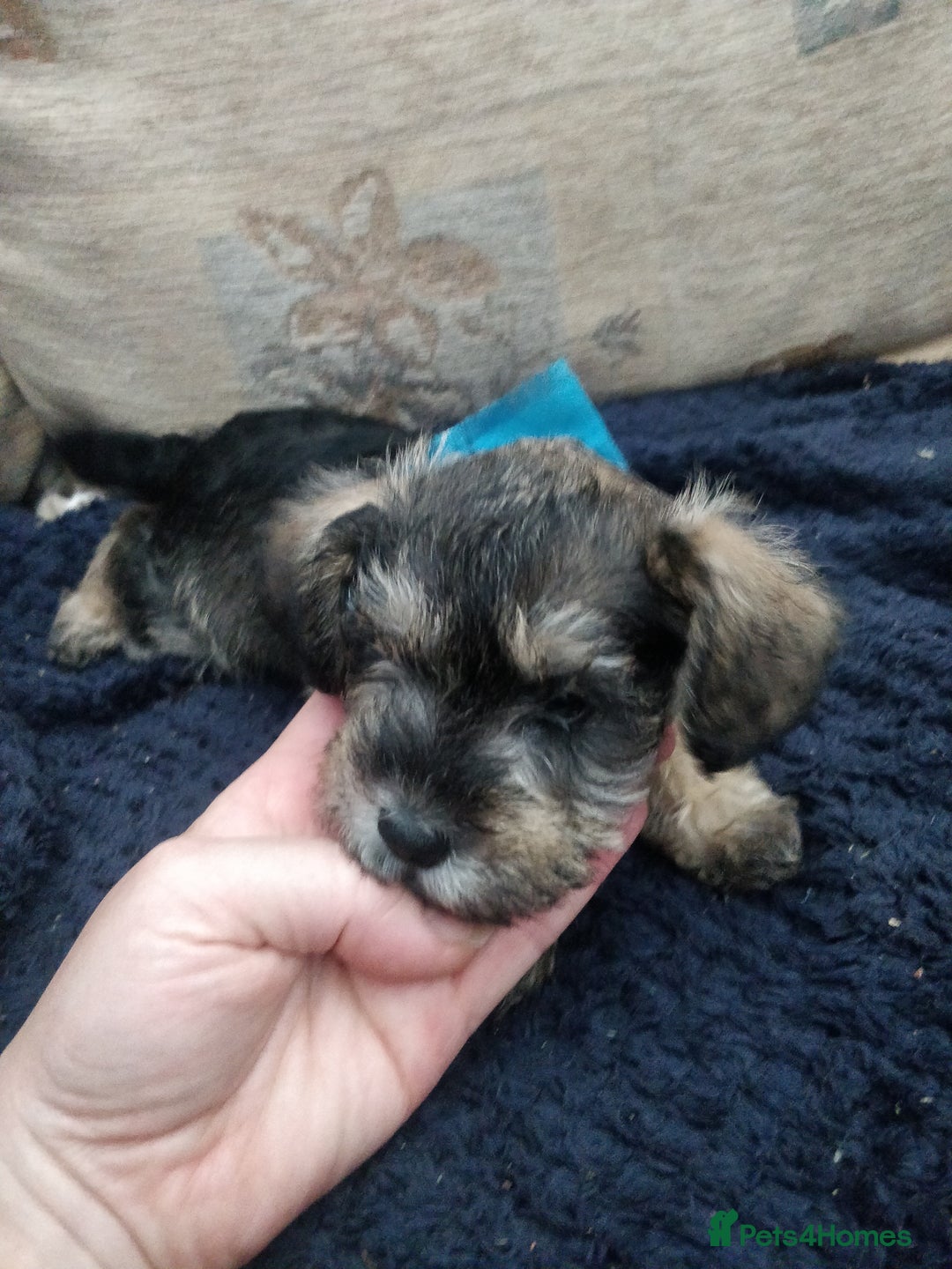 Miniature Schnauzer dogs for sale: Miniature Schnauzer for sale - Image 3