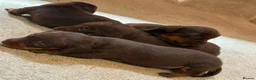 Dachshund dogs for sale: Outstanding miniature chocolate and tan puppies - Advert 7