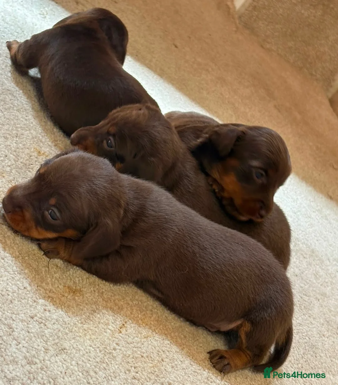 Dachshund dogs for sale: Outstanding miniature chocolate and tan puppies - Advert 7