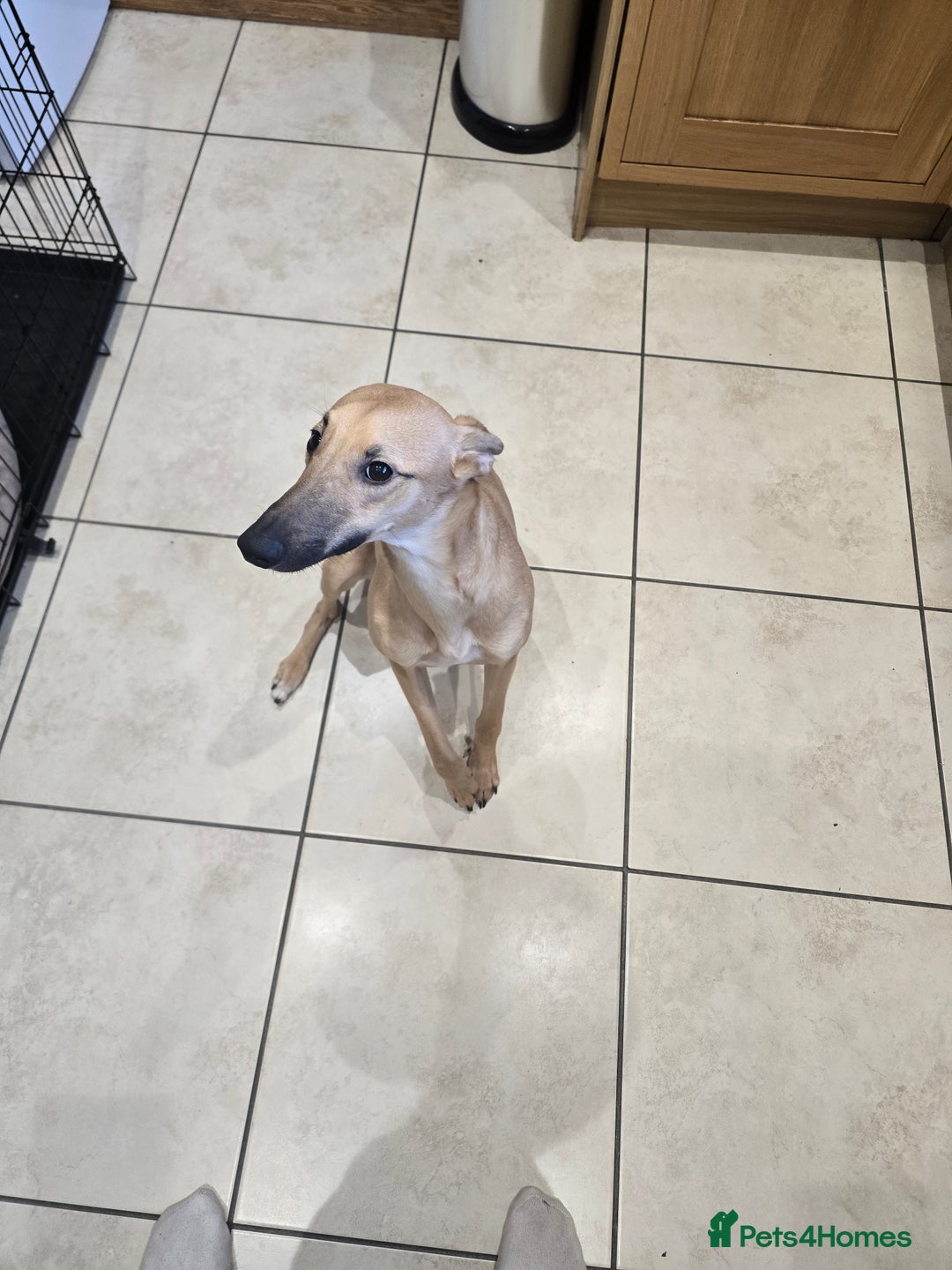 Mixed Breed dogs for sale: Lovely young man looking for a new home. - Advert 3