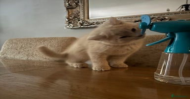 British Shorthair cats - Advert 8