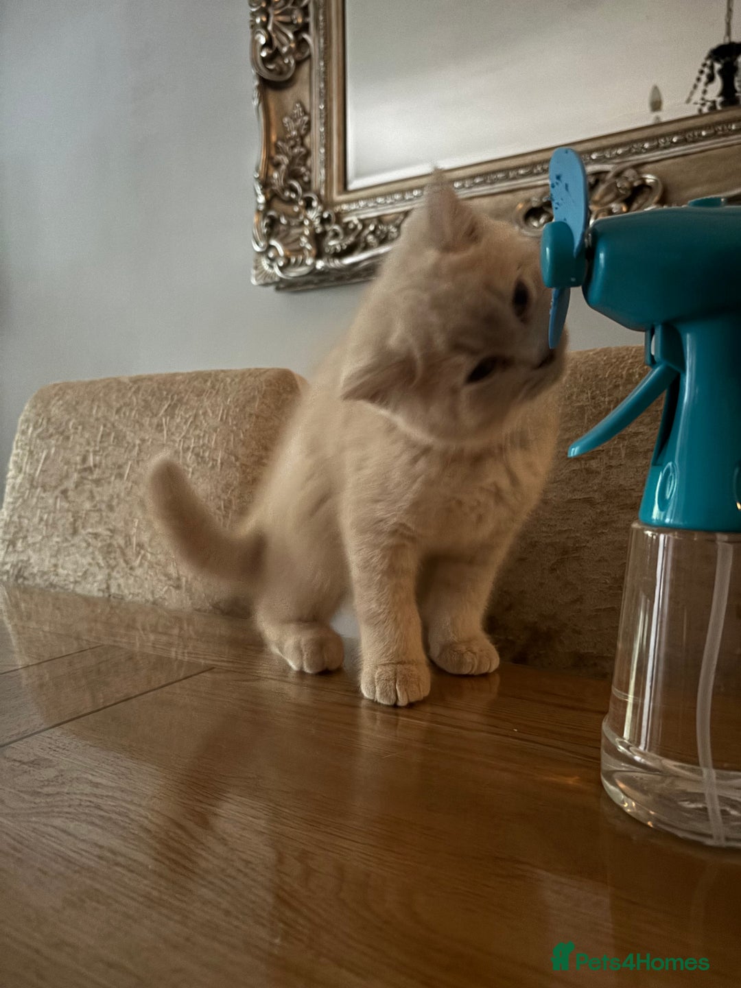British Shorthair cats for sale: Stunning GCCF cream boy, 1  Blue, 1 tortie  - Image 2