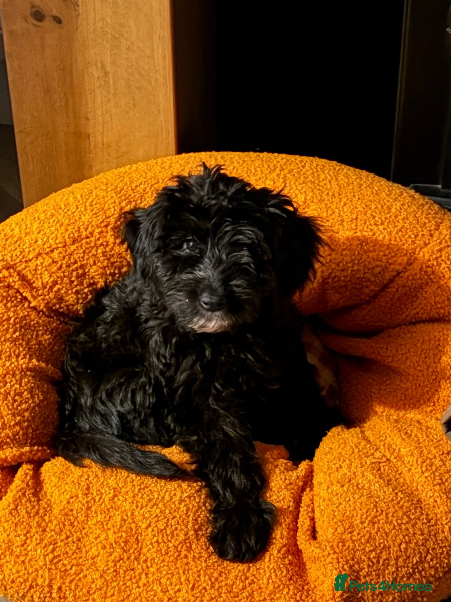 Cockapoo dogs 2 beautiful F2b cockapoos left!🦌🐶 - Advert 2