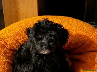 Cockapoo dogs 2 beautiful F2b cockapoos left!🦌🐶 - Advert 2
