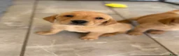 Goldador dogs for sale: GORGEOUS GOLDADORS  - Advert 5