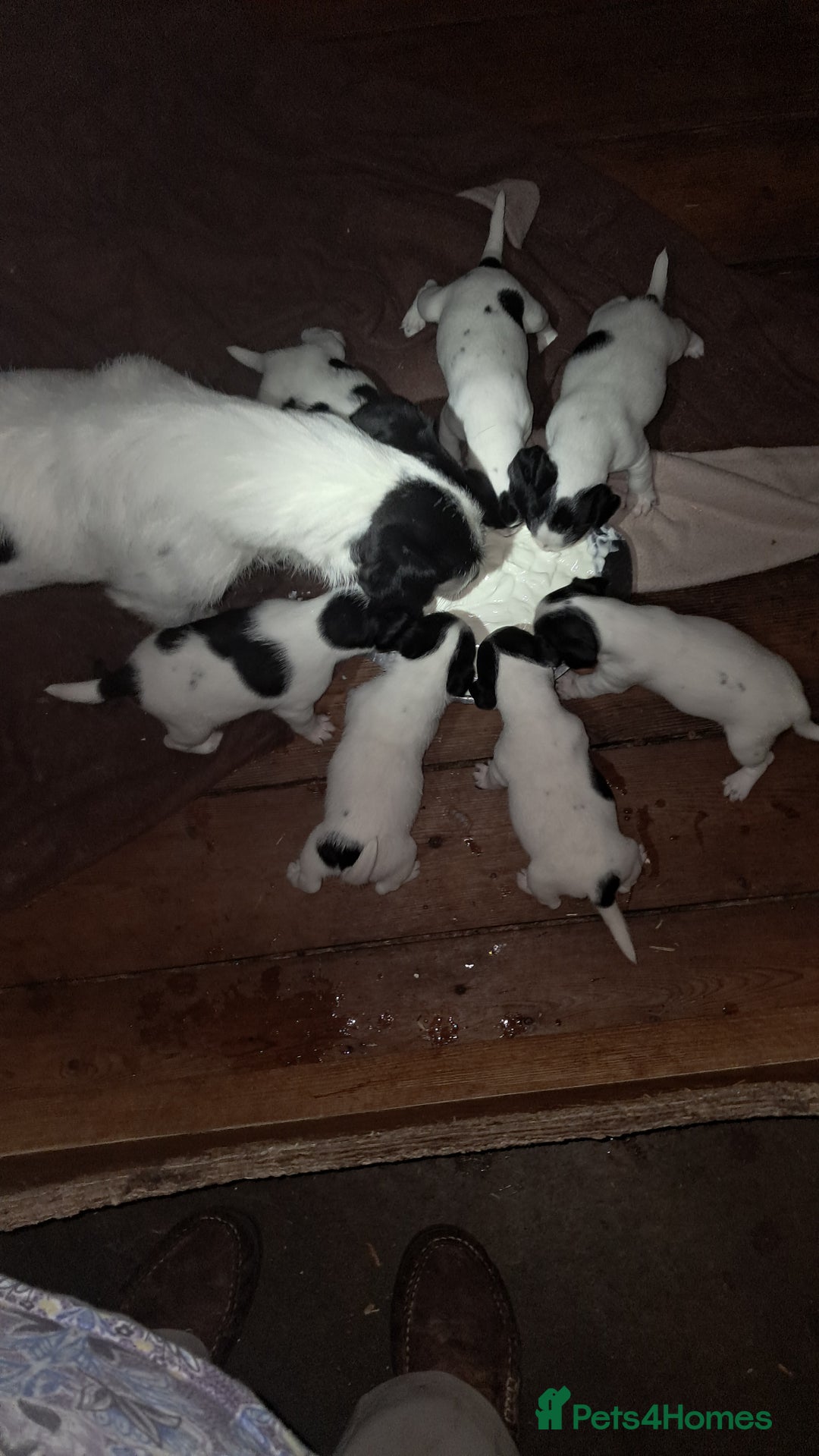 Jack Russell dogs for sale: KC Jack Russell pups, DNA Clear- LOA, SCA, PLL - Image 6