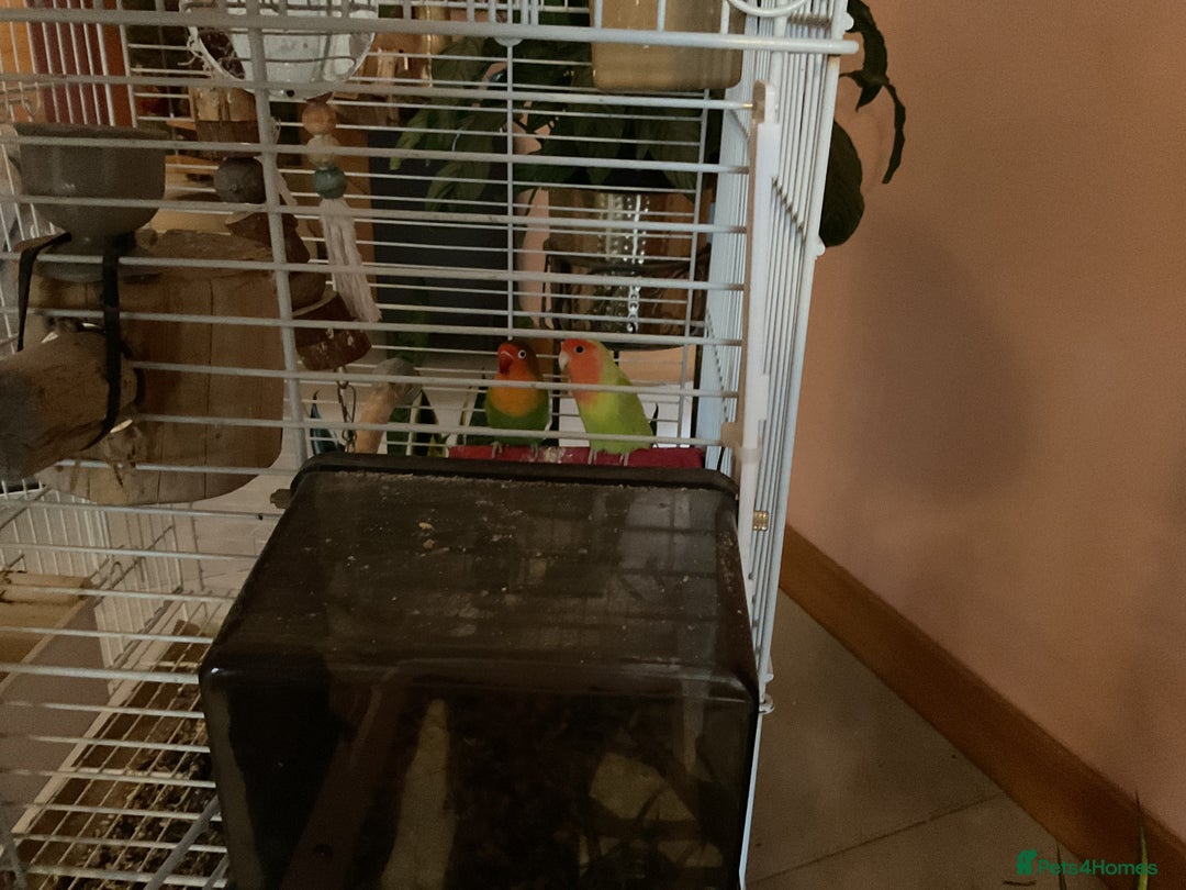 Lovebirds birds for sale: Love birds  - Advert 10