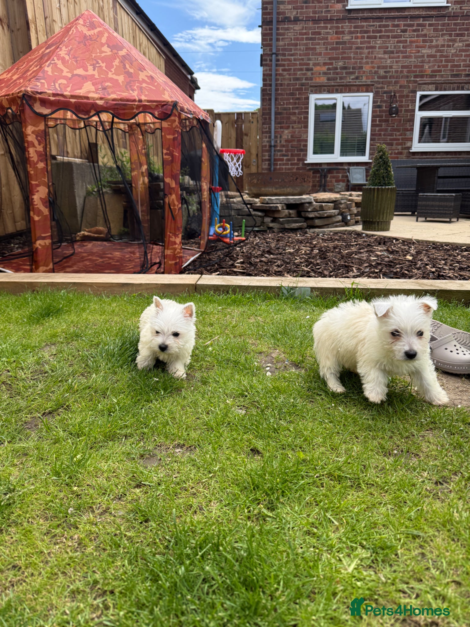 West Highland Terrier dogs for sale: Westies  in Middlesbrough - Advert 6