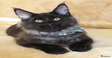 Maine Coon cats - Advert 3