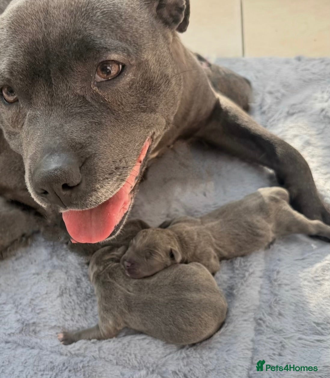 Staffordshire Bull Terrier dogs Outstanding blue Staffordshire pups KC reg 💙💕 - Advert 2
