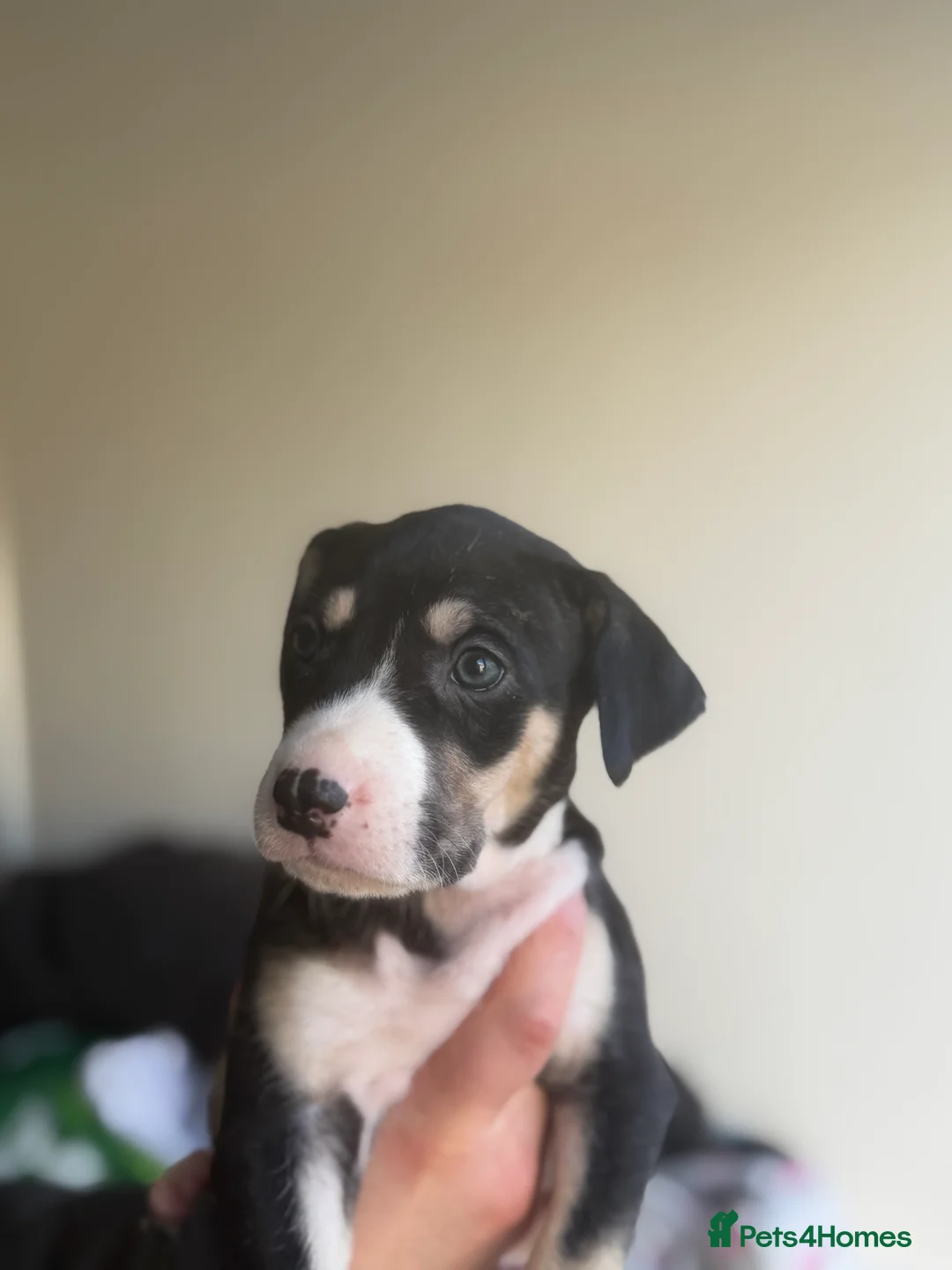 Mixed Breed dogs for sale: Saluki bull greyhound  - Advert 5