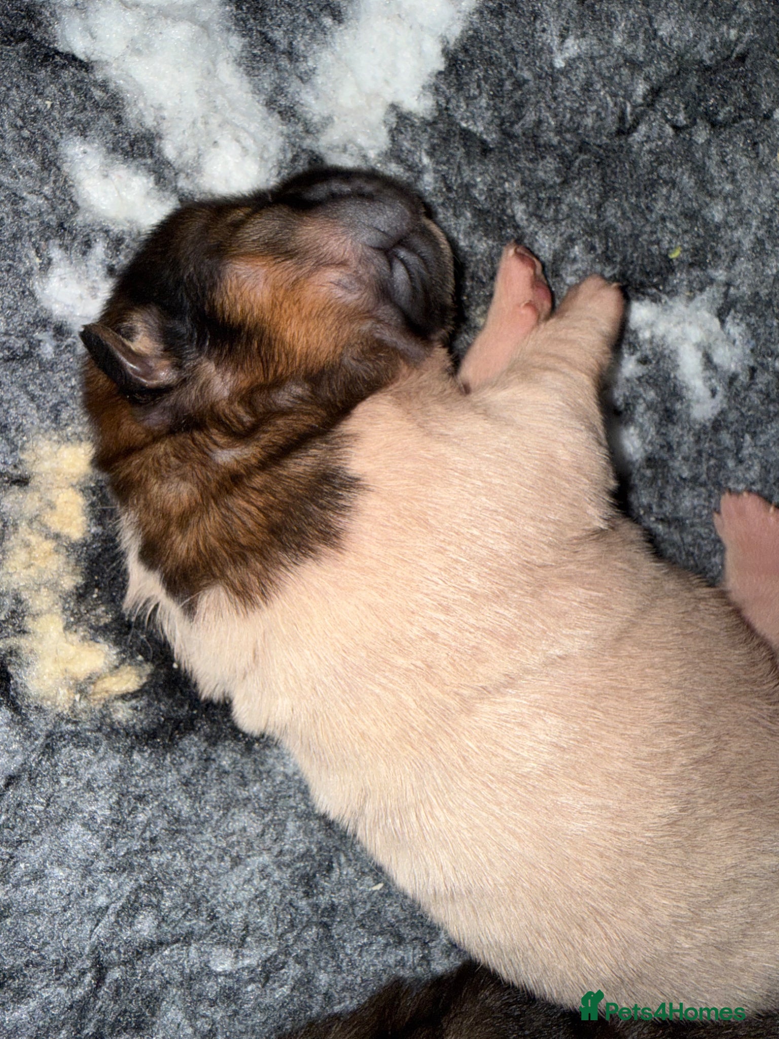 Shar Pei dogs for sale: Bear Coat Shar Pei KC Registered  - Advert 35