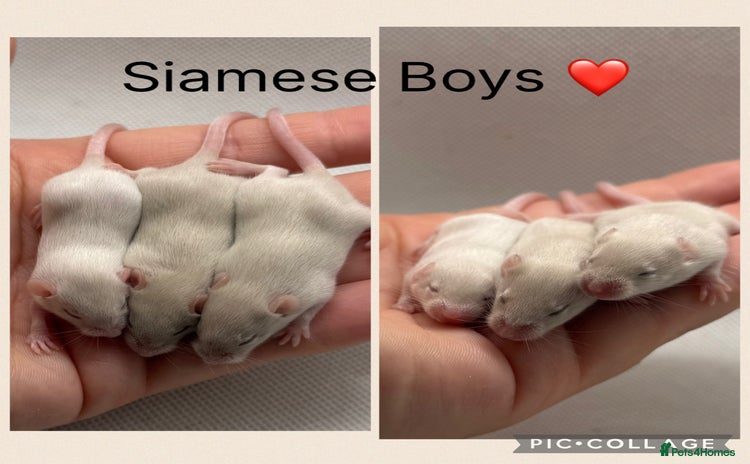 Mouse rodents - Advert 1