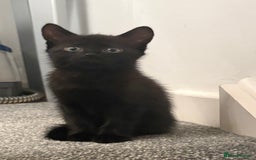 British Shorthair cats for sale: British shorthair x Bengal kittens - Image 6