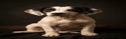 Mixed Breed dogs for sale: Bobby - Advert 1