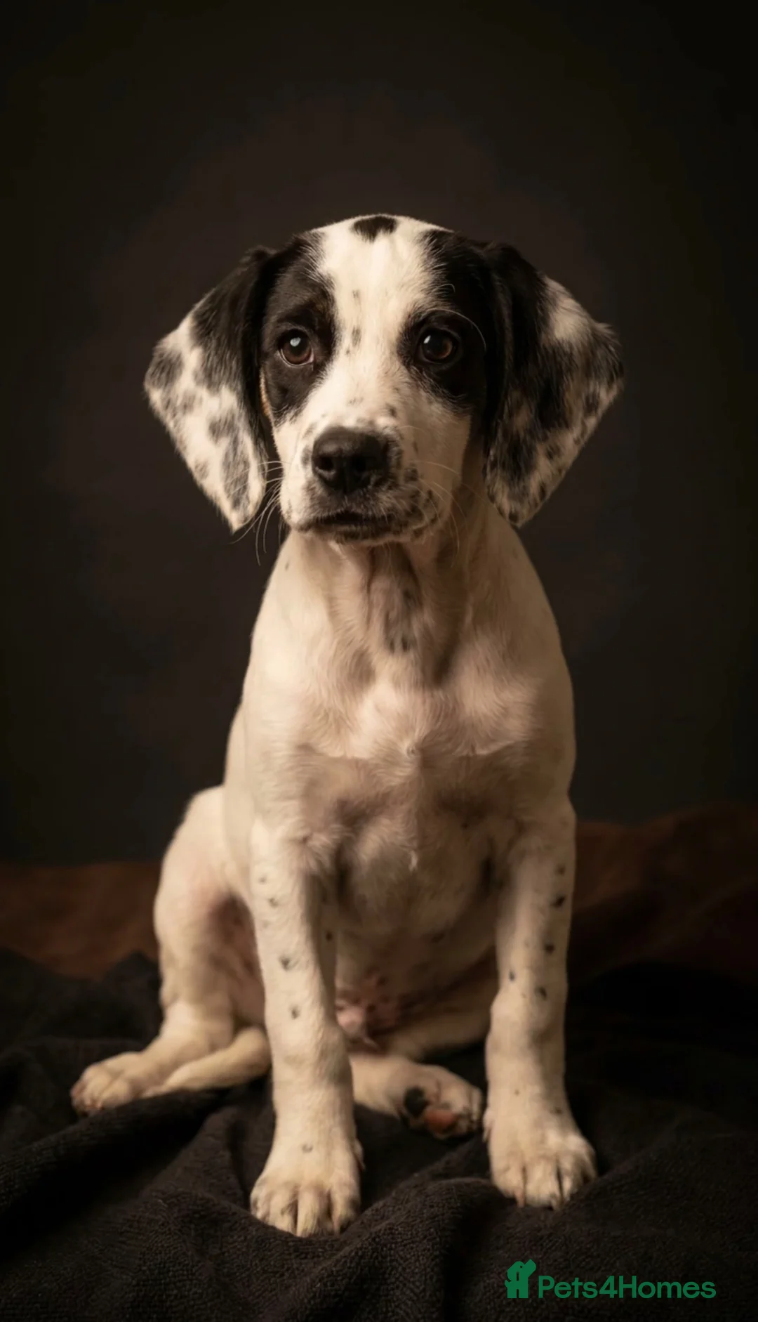 Mixed Breed dogs for sale: Bobby - Advert 1