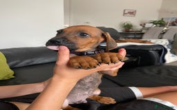 Rhodesian Ridgeback dogs for sale: Pedigree Ridgeback Puppies - READY FOR VIEWING in Scunthorpe - Image 16