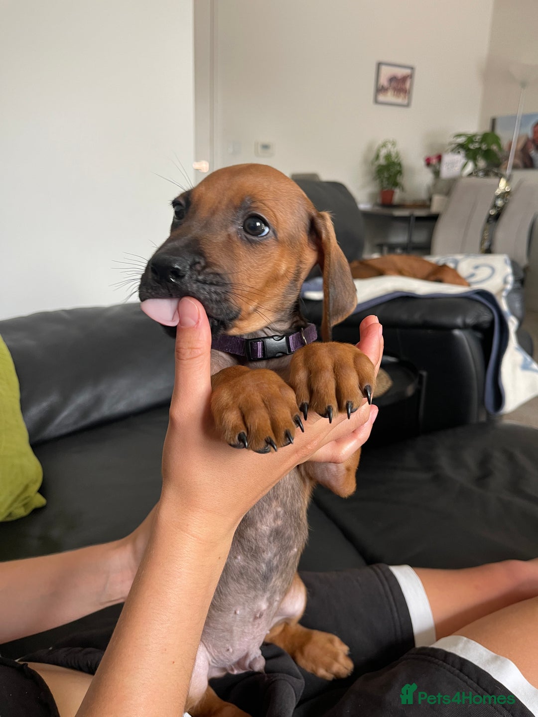 Rhodesian Ridgeback dogs for sale: Pedigree Ridgeback Puppies - READY FOR VIEWING in Scunthorpe - Image 16