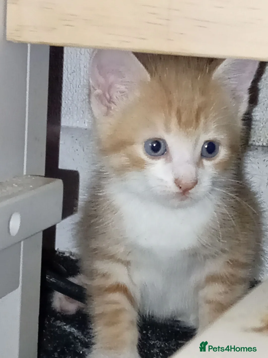 Mixed Breed cats for sale: Two ginger boy kitten's in Burnley - Advert 1