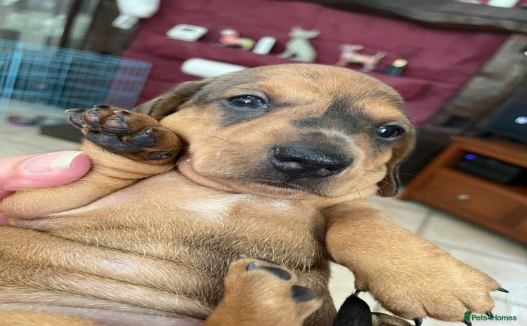 Miniature Dachshund dogs - Advert 1