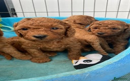 Miniature Poodle dogs for stud: Miniature red poodle stud  in Maidstone - Image 15