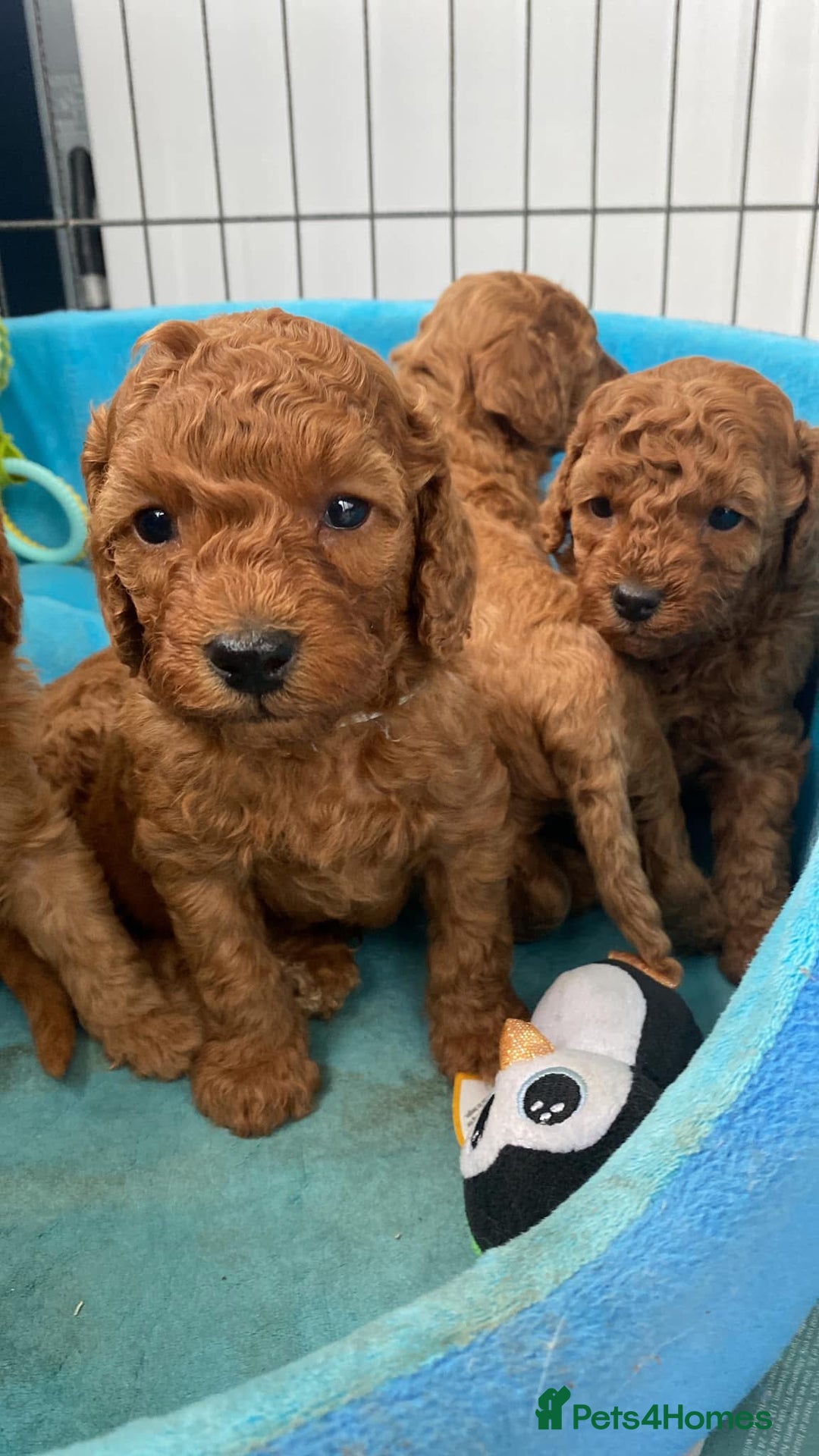 Miniature Poodle dogs for stud: Miniature red poodle stud  in Maidstone - Image 15