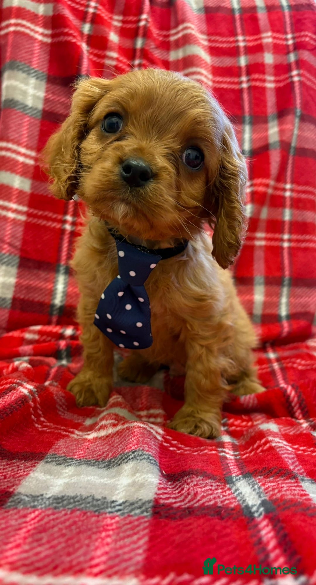 Cavalier King Charles Spaniel dogs for sale: Beautiful Cavalier King Charles babies ❤️ - Advert 26