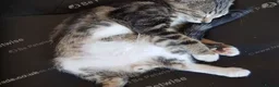 Mixed Breed cats for sale: Sweet Boy Kitten – Ready for New Home - Advert 6