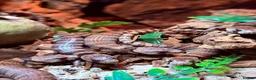 Skink reptiles for sale: Baby pink tongue skinks cheapest in the uk!! - Advert 2
