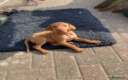 Hungarian Vizsla dogs for sale: Smooth haired Hungarian Vizsla puppies  - Image 2