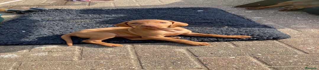 Hungarian Vizsla Puppy 1